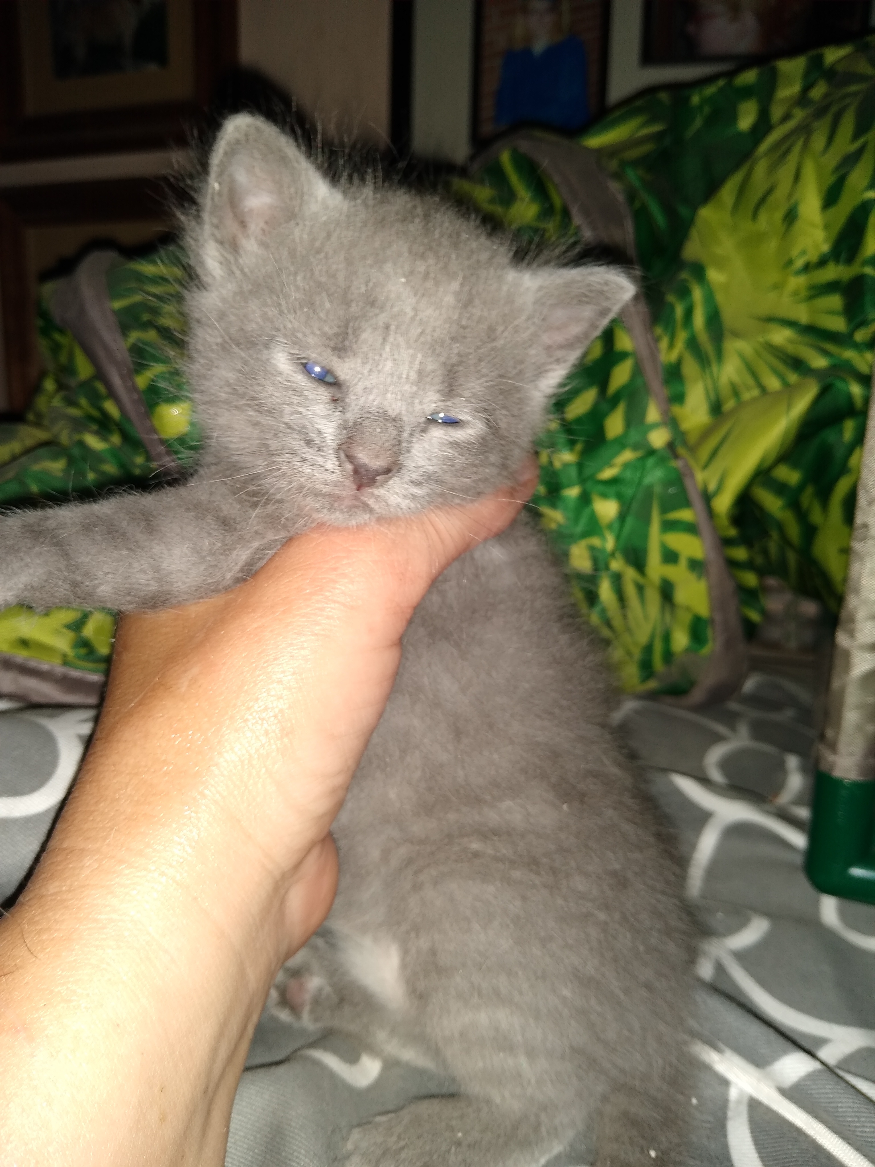 Robin, a Adoptable Domestic Medium Hair in Jasonville, IN image 4/10