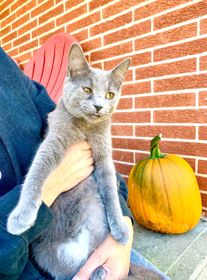 Robin, a Adoptable Domestic Medium Hair in Jasonville, IN image 5/10