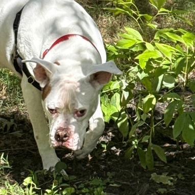 Beefy, Adoptable, Senior Male Mixed Breed.