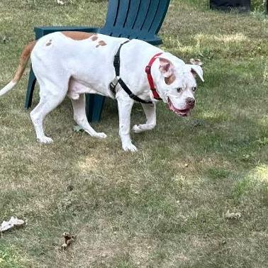 Beefy, Adoptable, Senior Male Mixed Breed.