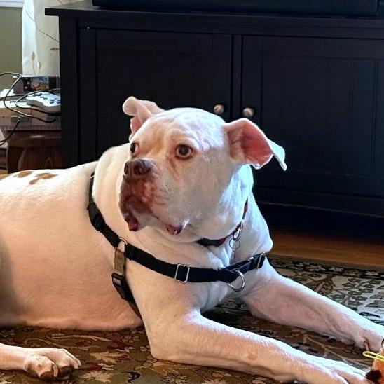 Enlarge Beefy, a Adoptable Mixed Breed in Dover, NH image 3/6