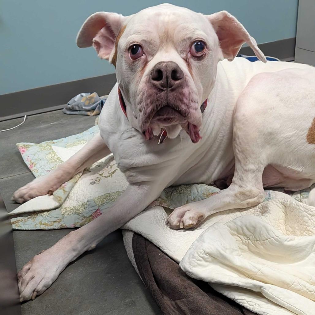 Enlarge Beefy, a Adoptable Mixed Breed in Dover, NH image 4/6