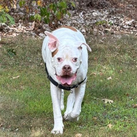 Enlarge Beefy, a Adoptable Mixed Breed in Dover, NH image 5/6