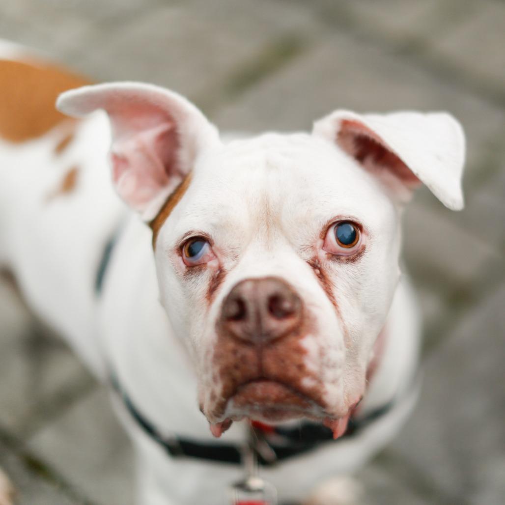 Enlarge Beefy, a Adoptable Mixed Breed in Dover, NH image 6/6