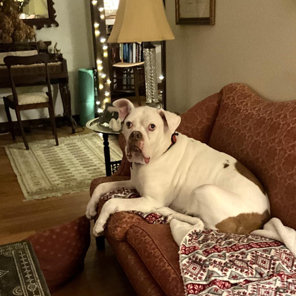 Enlarge Beefy, a Adoptable Mixed Breed in Dover, NH image 5/6