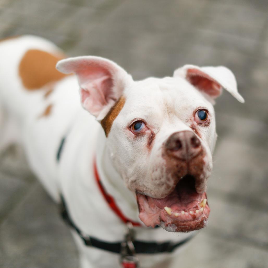 Enlarge Beefy, a Adoptable Mixed Breed in Dover, NH image 6/6