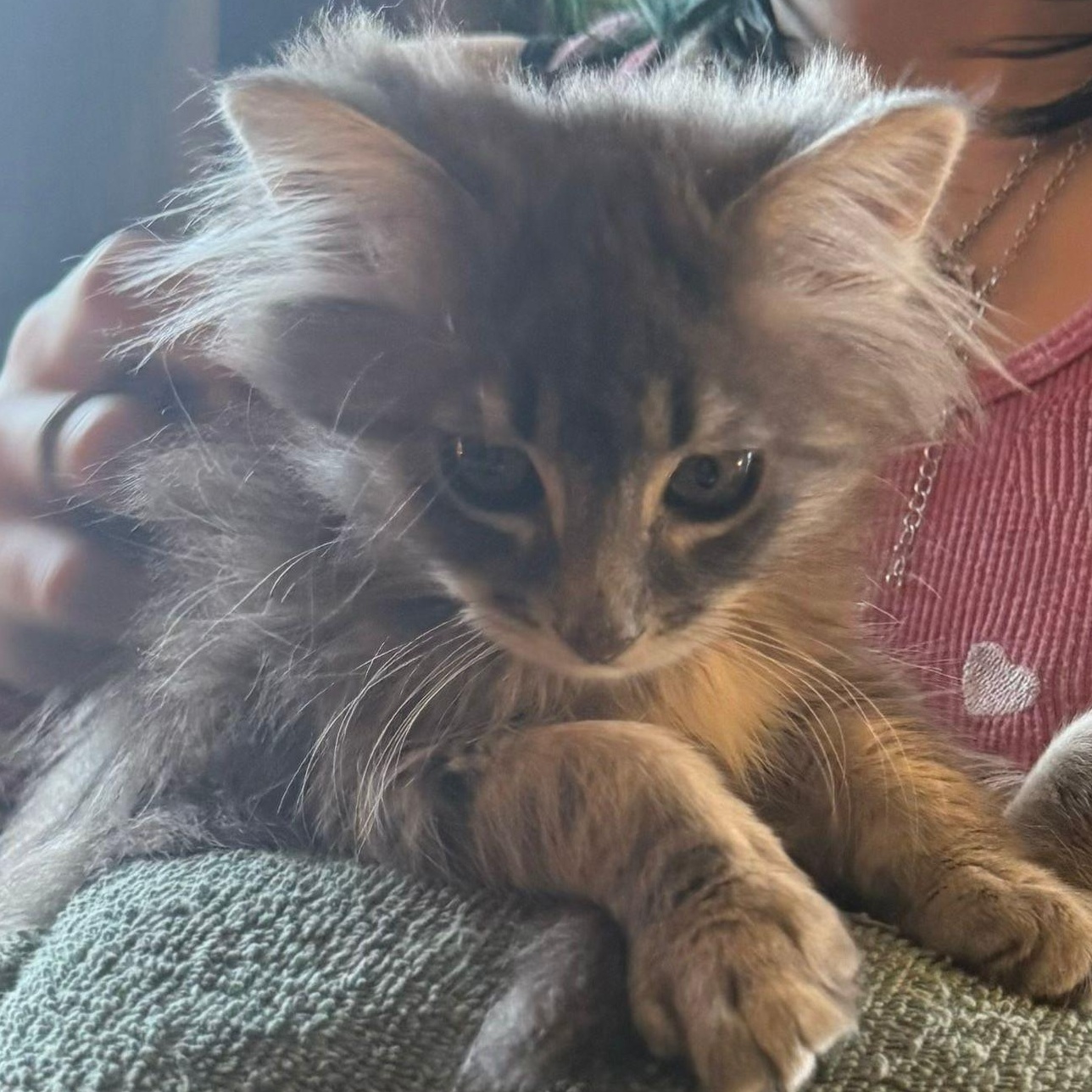 Bubbles, adopted, Kitten Female Domestic Medium Hair.