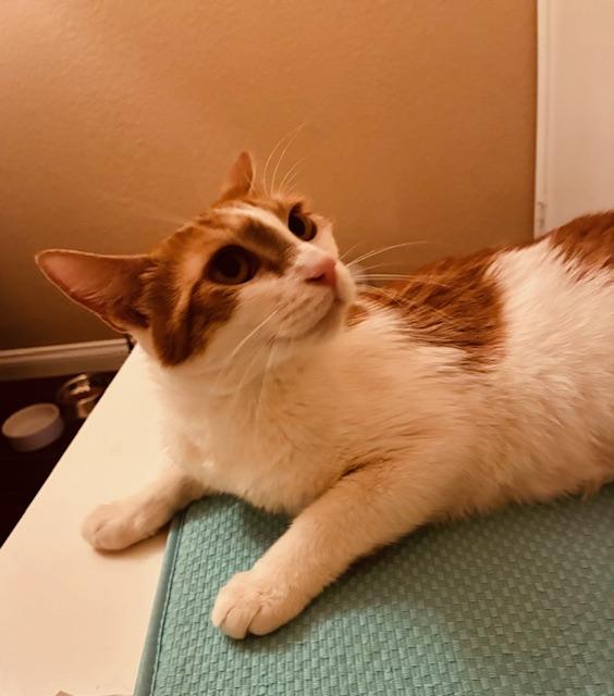 Maradeth, Adoptable, Young Female Domestic Medium Hair.