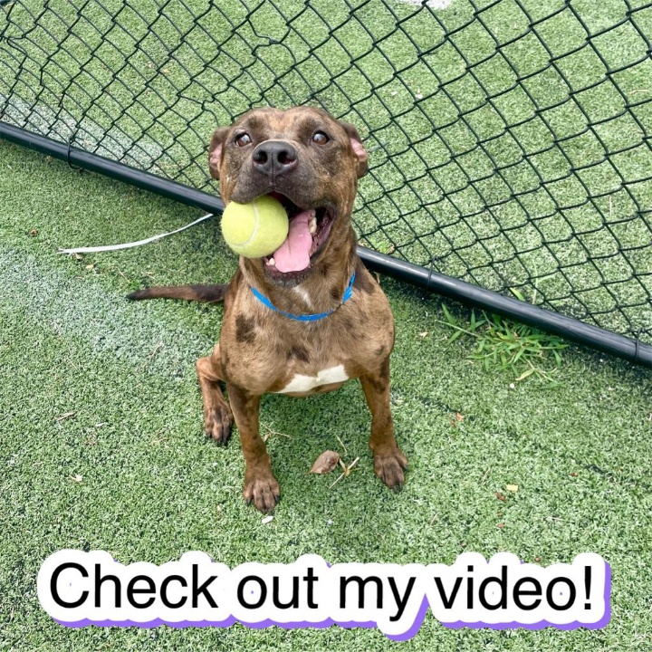 Dog for adoption Mason, a Catahoula Leopard Dog in Richmond, VA