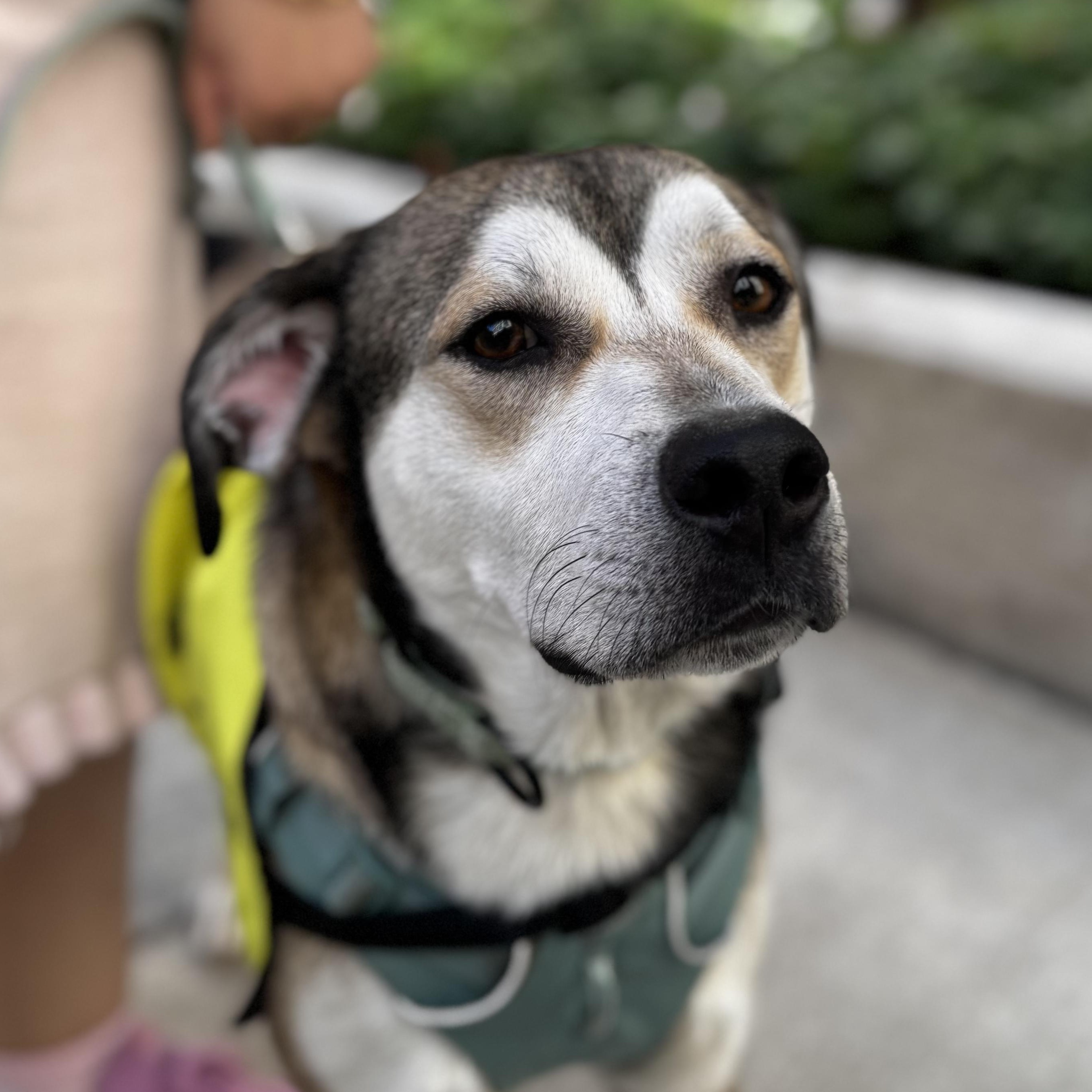 Enlarge Dan, an adopted Cattle Dog in Vancouver , WA image 5/6