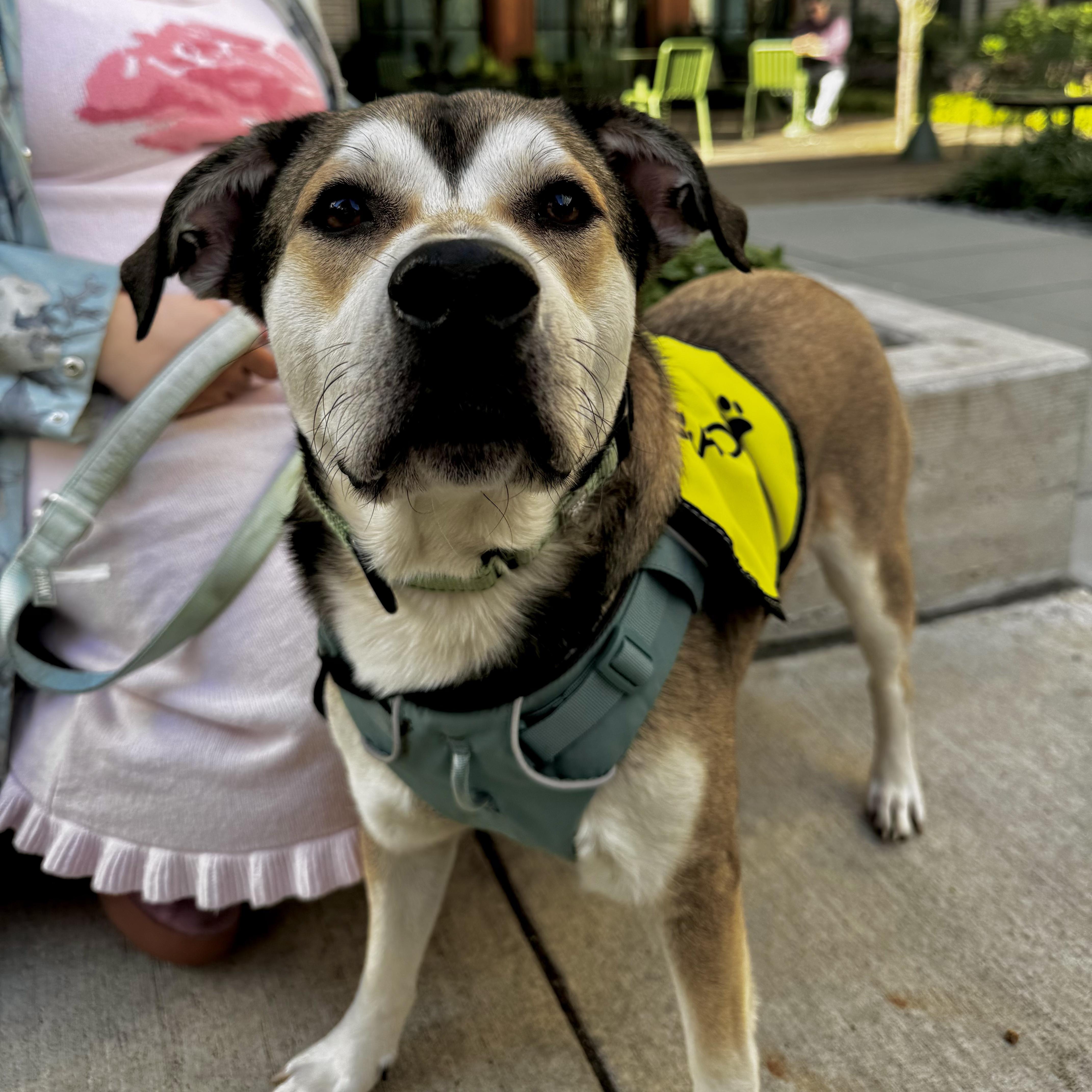 Enlarge Dan, an adopted Cattle Dog in Vancouver , WA image 4/6