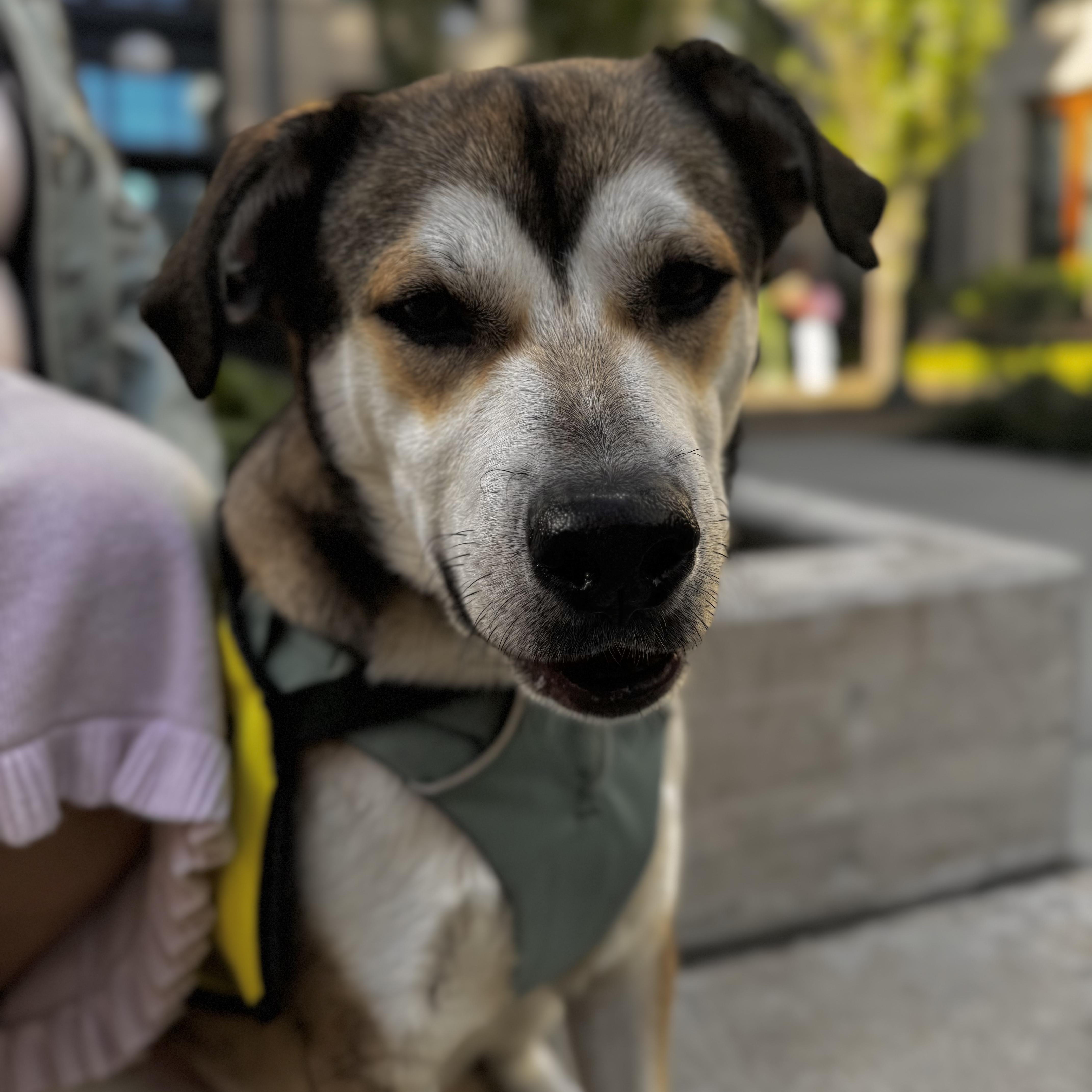 Enlarge Dan, an adopted Cattle Dog in Vancouver , WA image 6/6