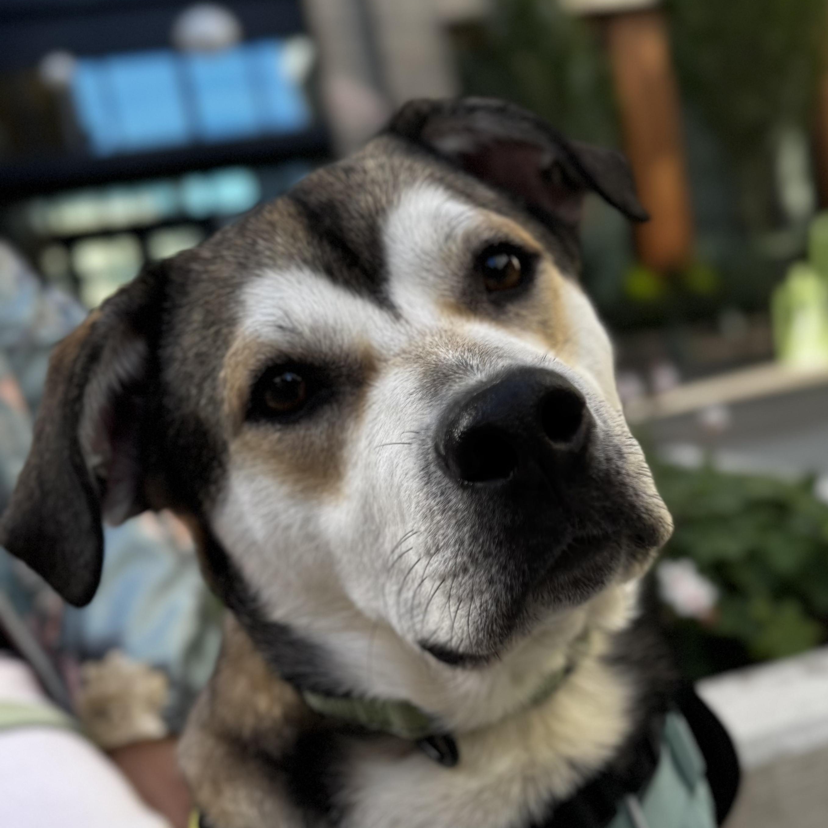 Enlarge Dan, an adopted Cattle Dog in Vancouver , WA image 2/6