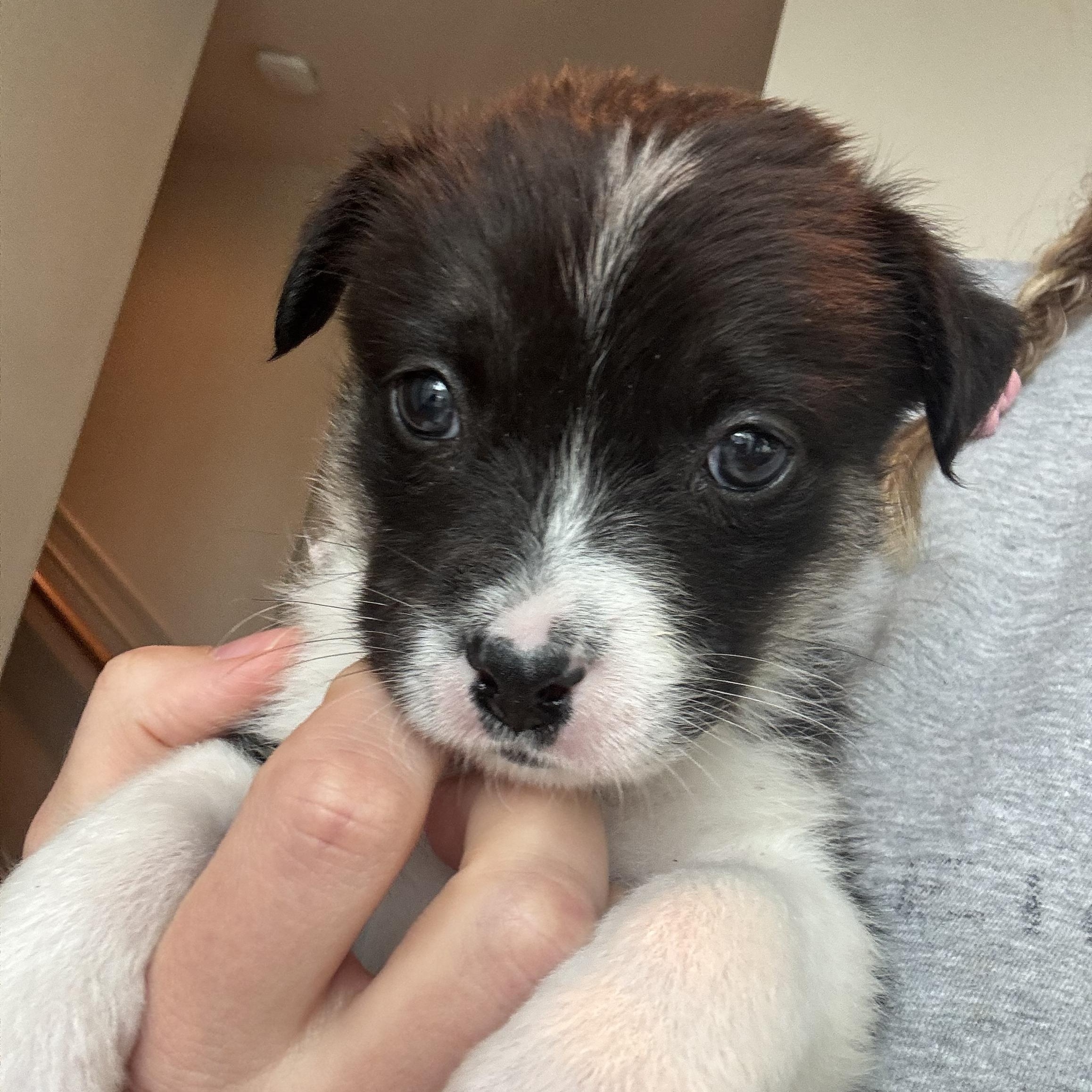 Enlarge Scrappy, an adopted Mixed Breed in Burbank, CA image 1/1