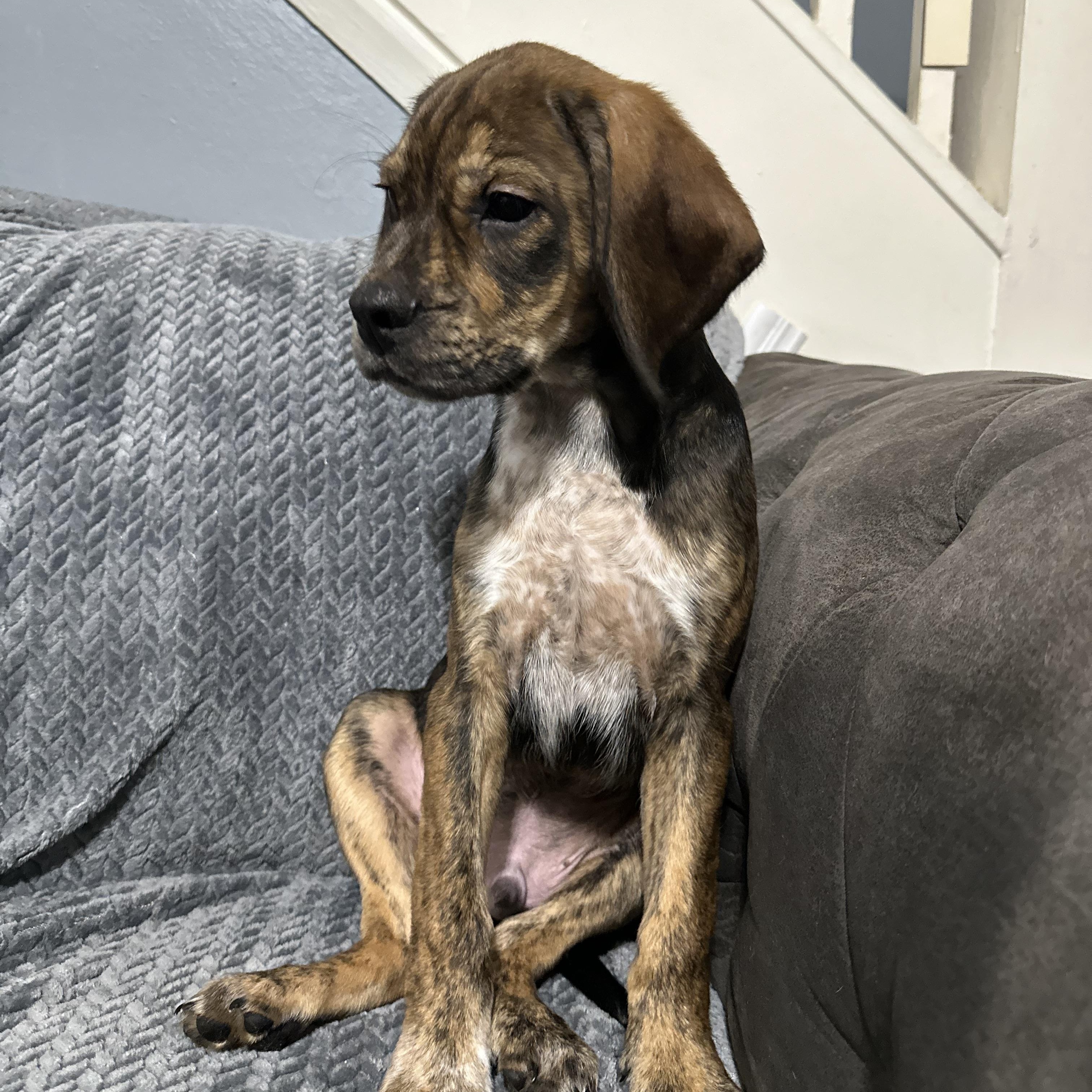 Enlarge Brutus, a ADOPTABLE mixed breed in Charleston , WV image 3/3