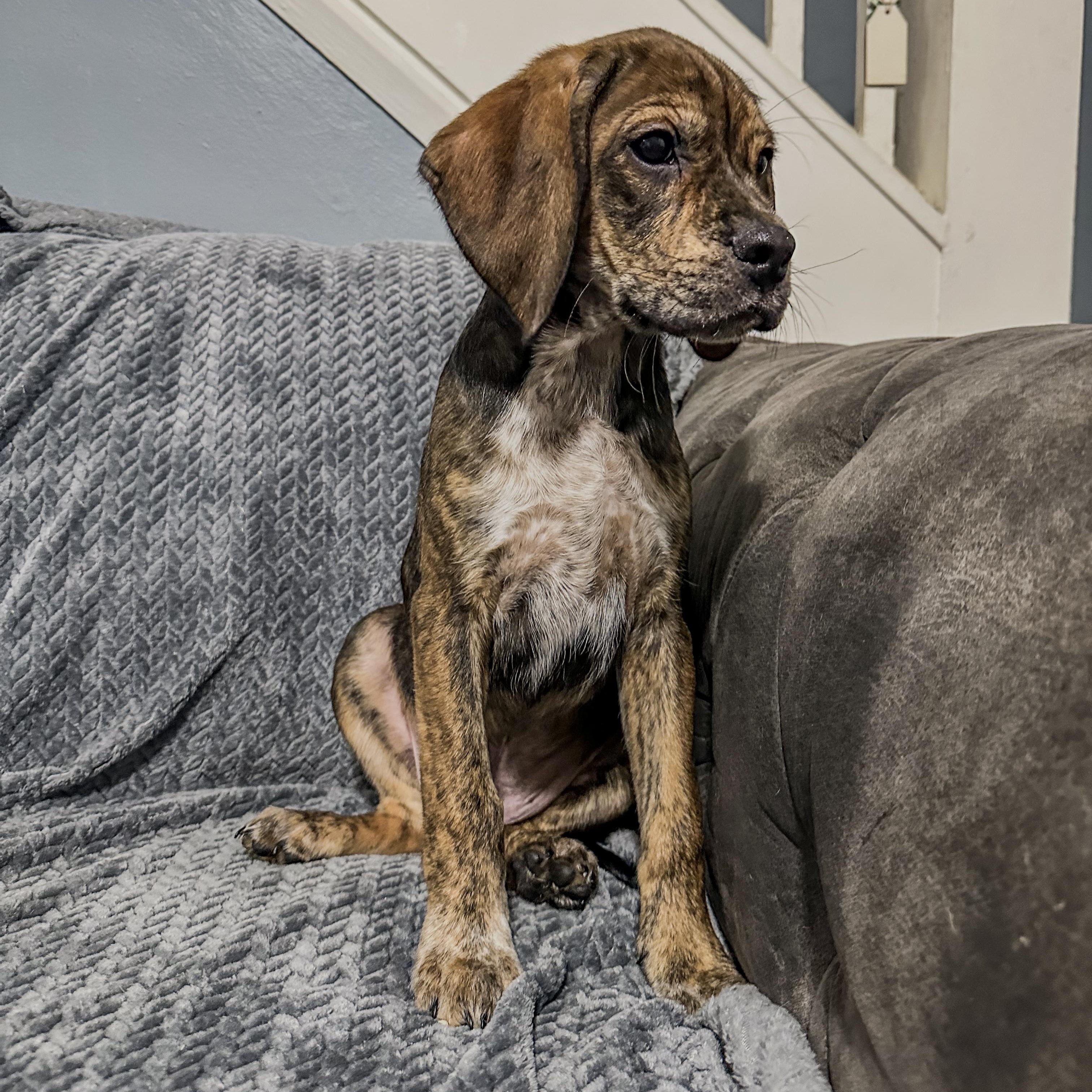 Brutus, ADOPTABLE, Puppy Male Plott Hound & Bloodhound.
