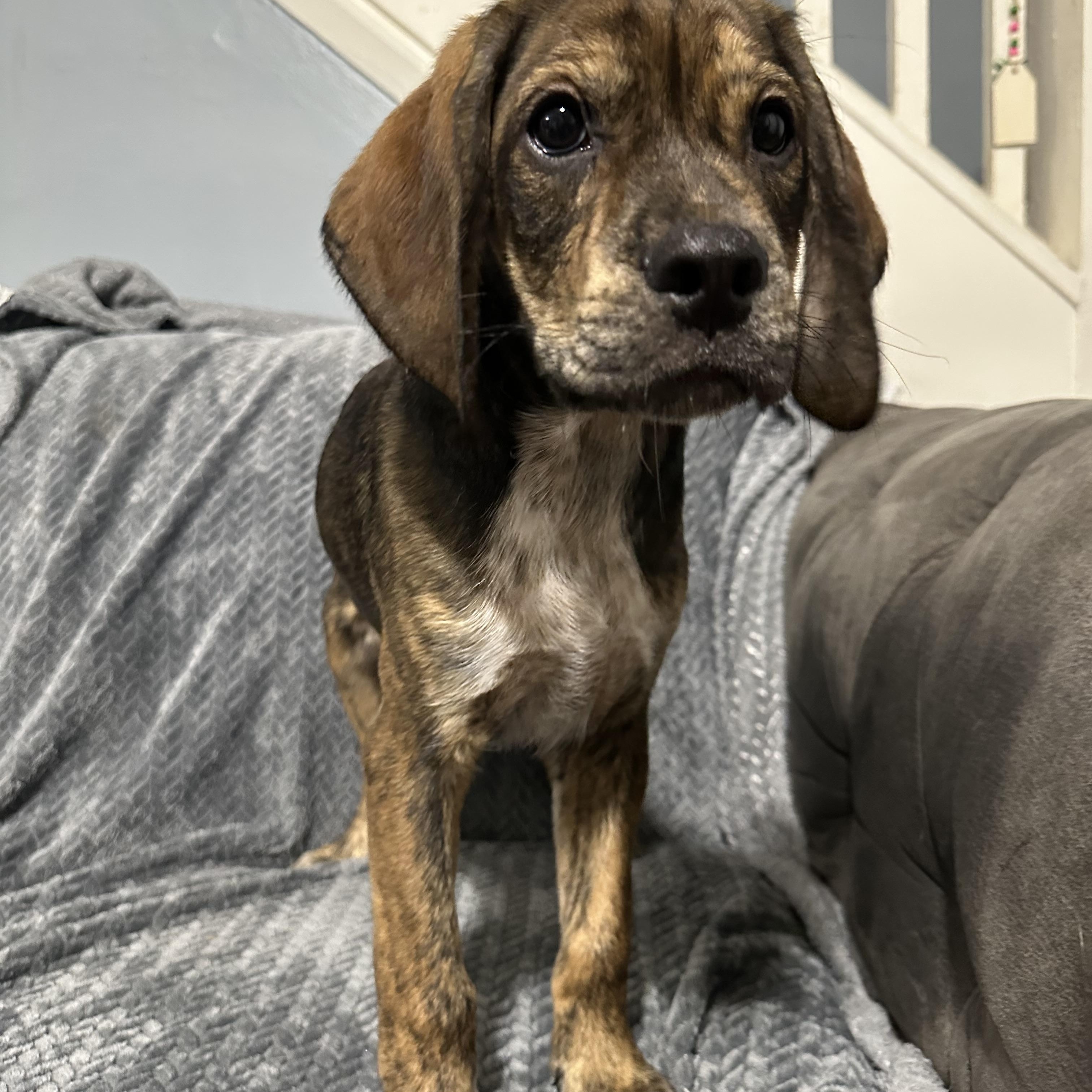 Enlarge Brutus, a ADOPTABLE mixed breed in Charleston , WV image 2/3