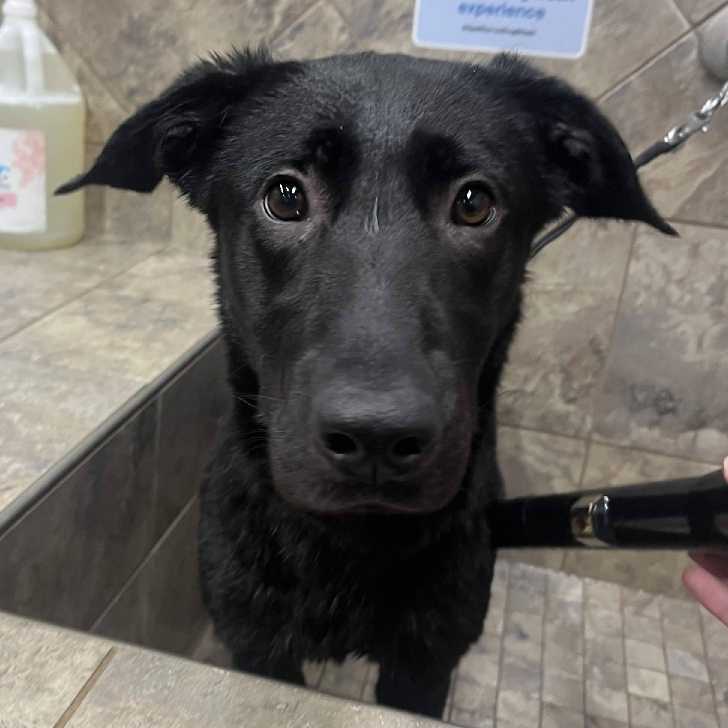 Leah, ADOPTABLE, Young Female Black Labrador Retriever.
