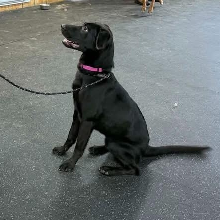 Enlarge Leah, a ADOPTABLE mixed breed in Lisle, ON image 2/2