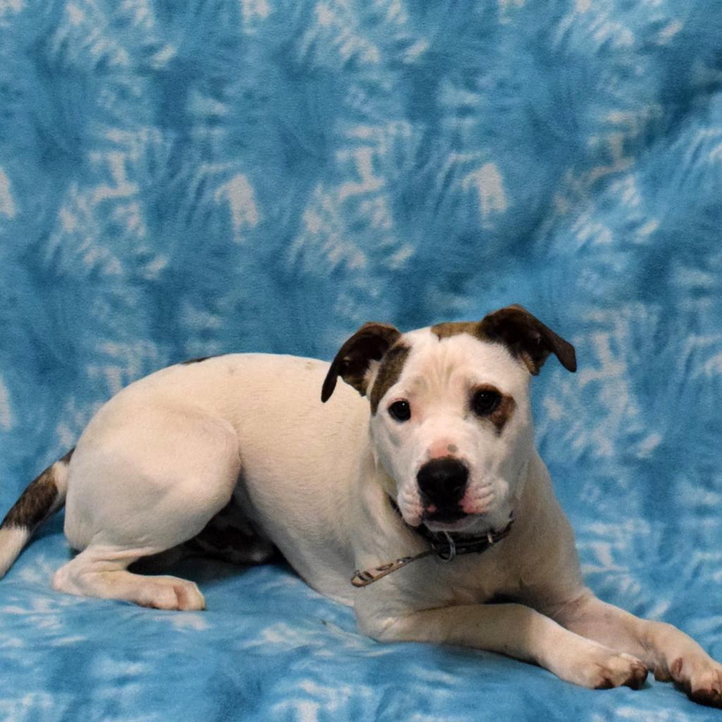 Soy Sauce (Now Goofy), Adoptable, Adult Male Pit Bull Terrier.