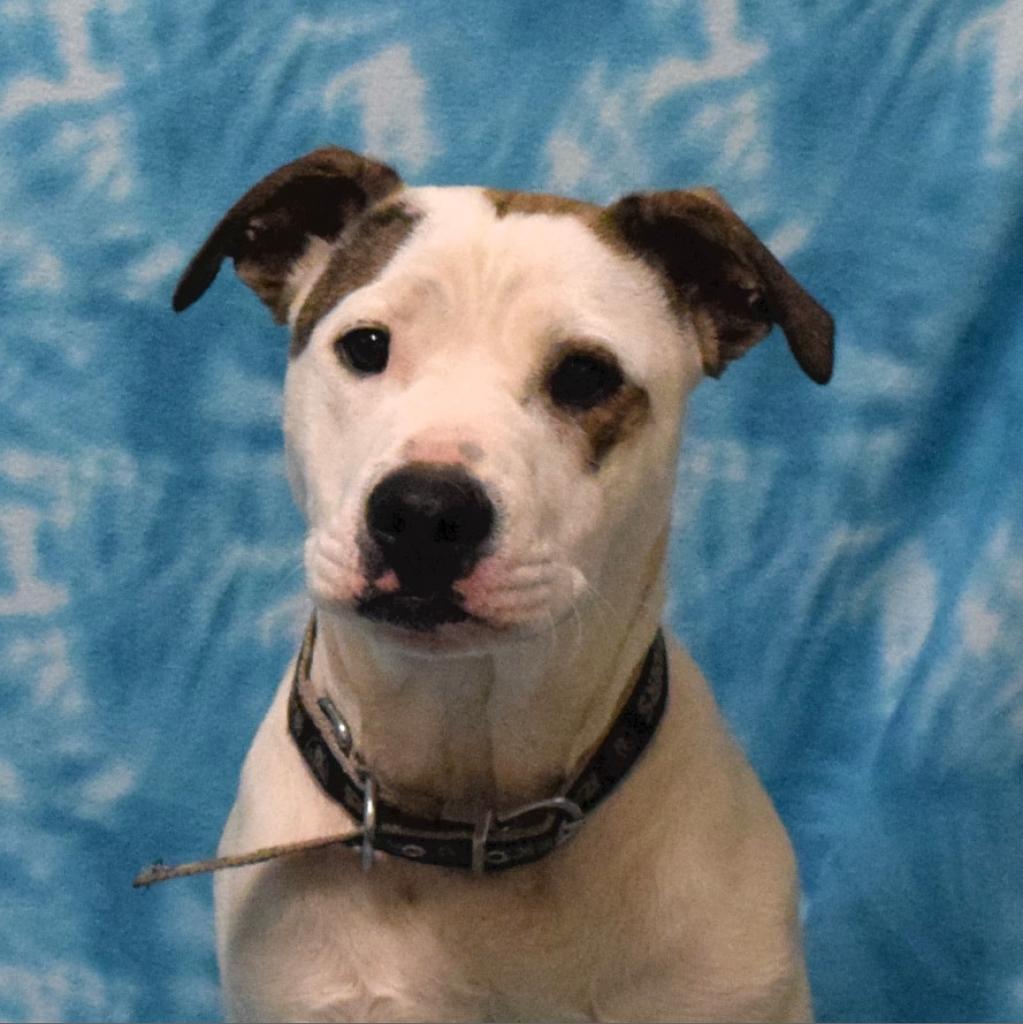 Soy Sauce (Now Goofy), a Adoptable Pit Bull Terrier in Eureka, CA image 2/4