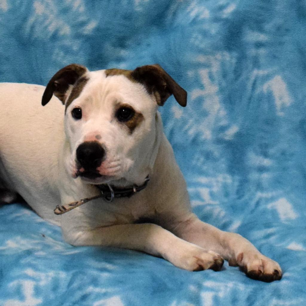 Soy Sauce (Now Goofy), a Adoptable Pit Bull Terrier in Eureka, CA image 3/4