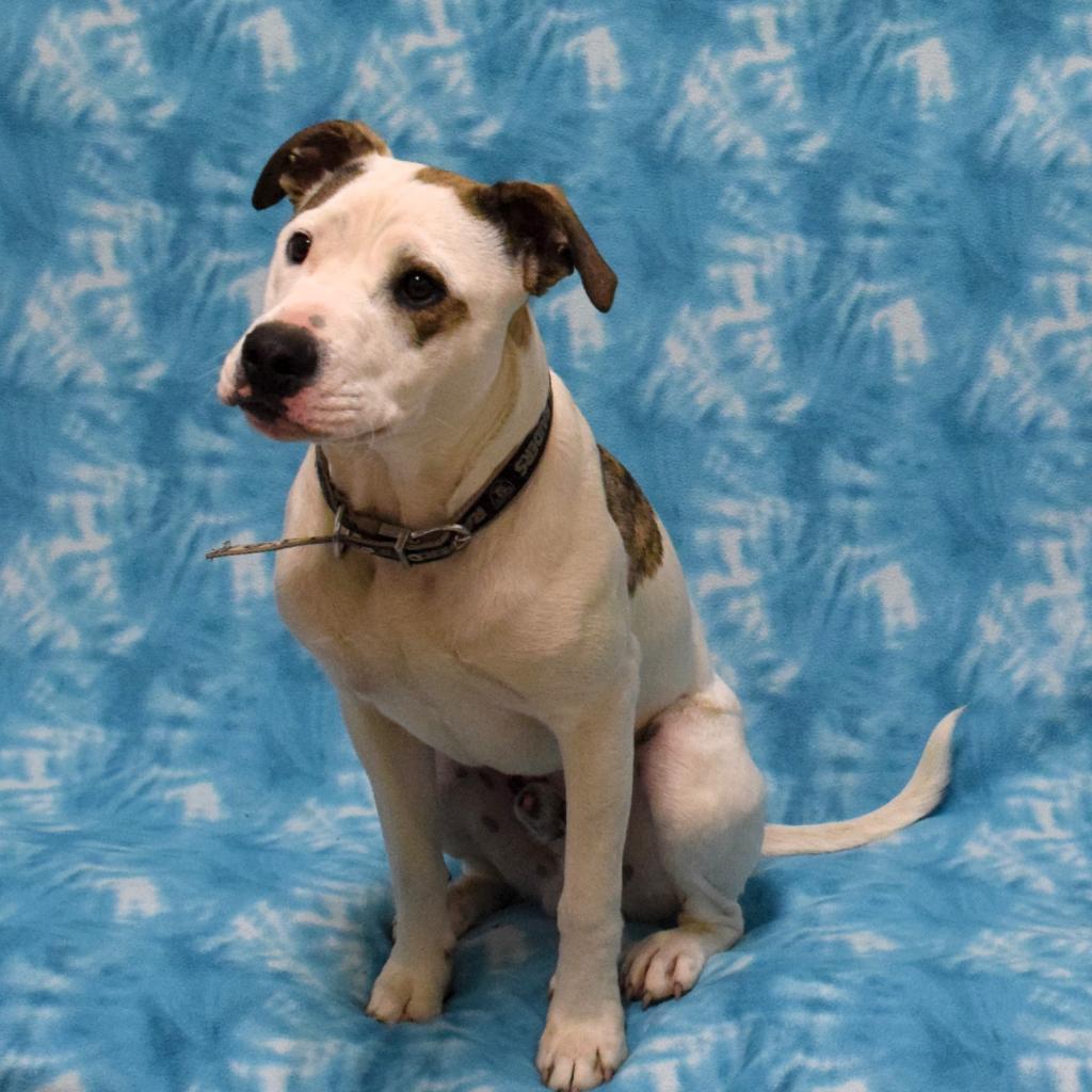 Soy Sauce (Now Goofy), a Adoptable Pit Bull Terrier in Eureka, CA image 4/4