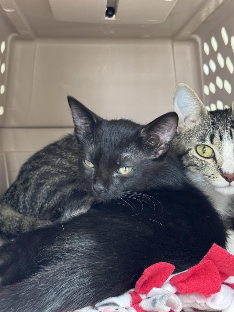 Spade, Adopted, Kitten Female Domestic Short Hair.