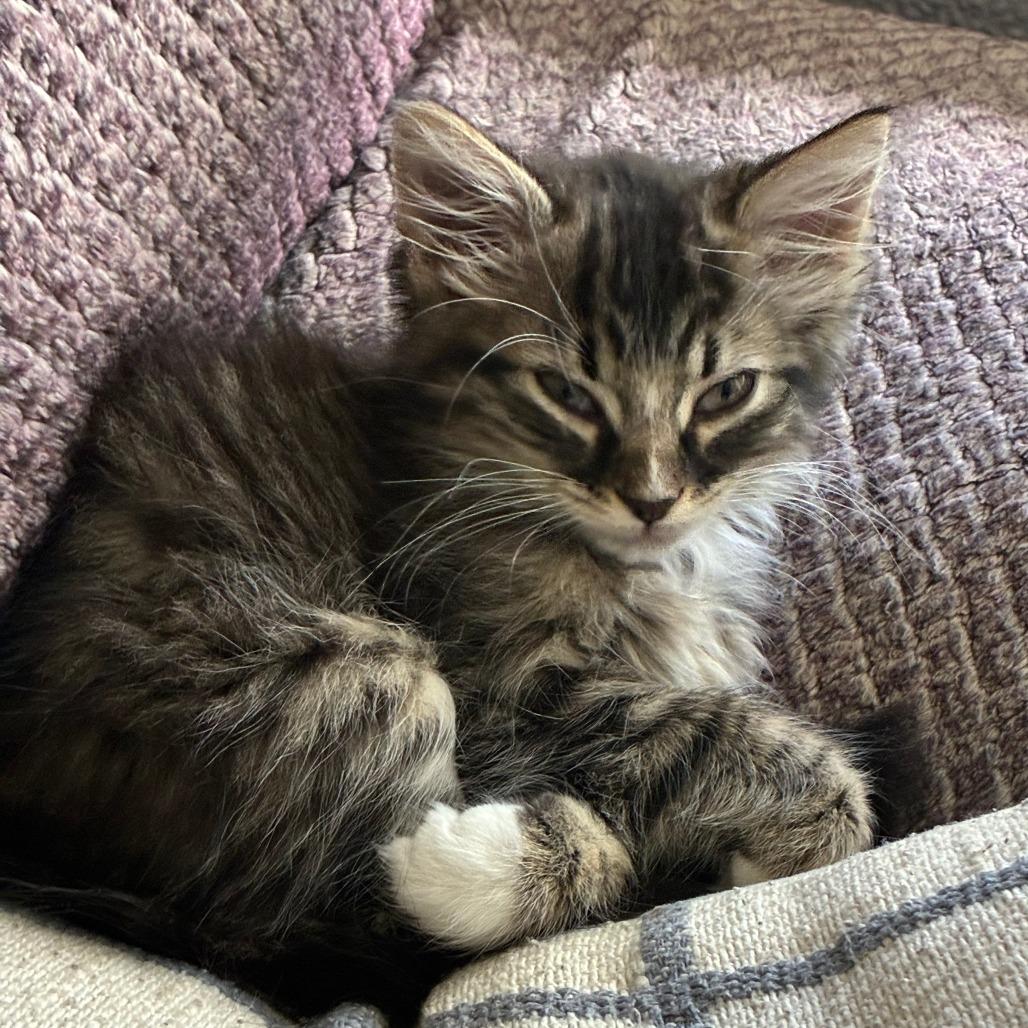 Eris, Adoptable, Kitten Female Domestic Medium Hair.