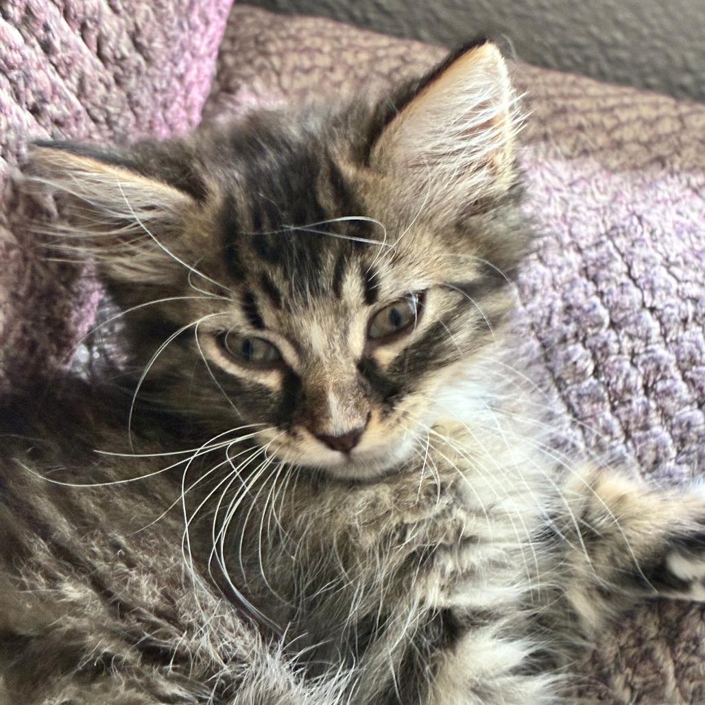 Enlarge Eris, a Adoptable Domestic Medium Hair in Wichita, KS image 2/5