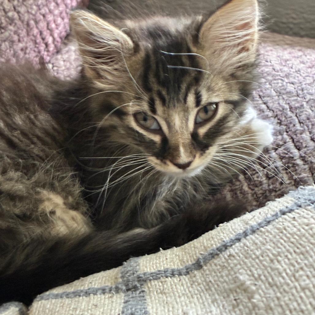 Enlarge Eris, a Adoptable Domestic Medium Hair in Wichita, KS image 3/5