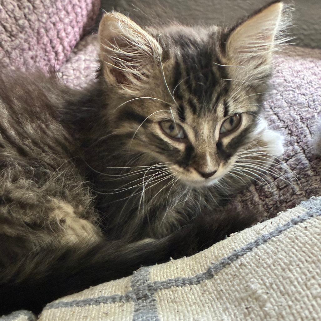 Enlarge Eris, a Adoptable Domestic Medium Hair in Wichita, KS image 4/5