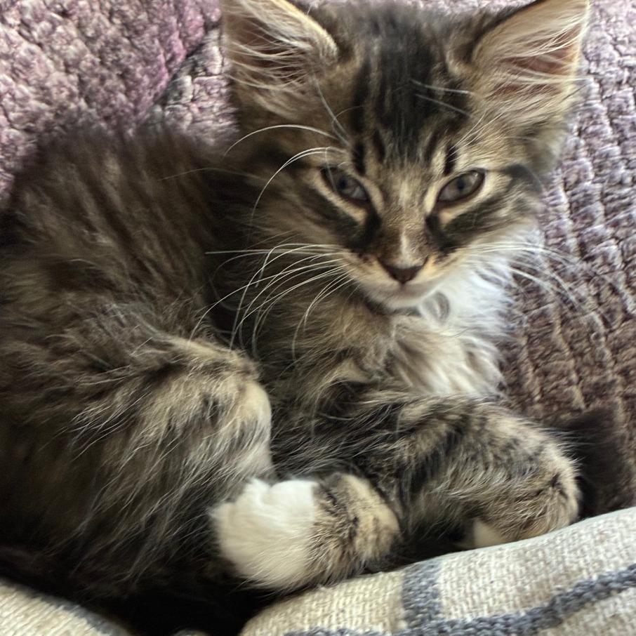 Enlarge Eris, a Adoptable Domestic Medium Hair in Wichita, KS image 5/5