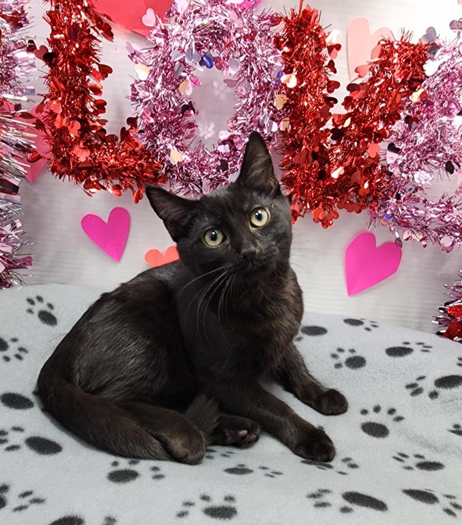 Treats, Adoptable, Kitten Male Domestic Short Hair.