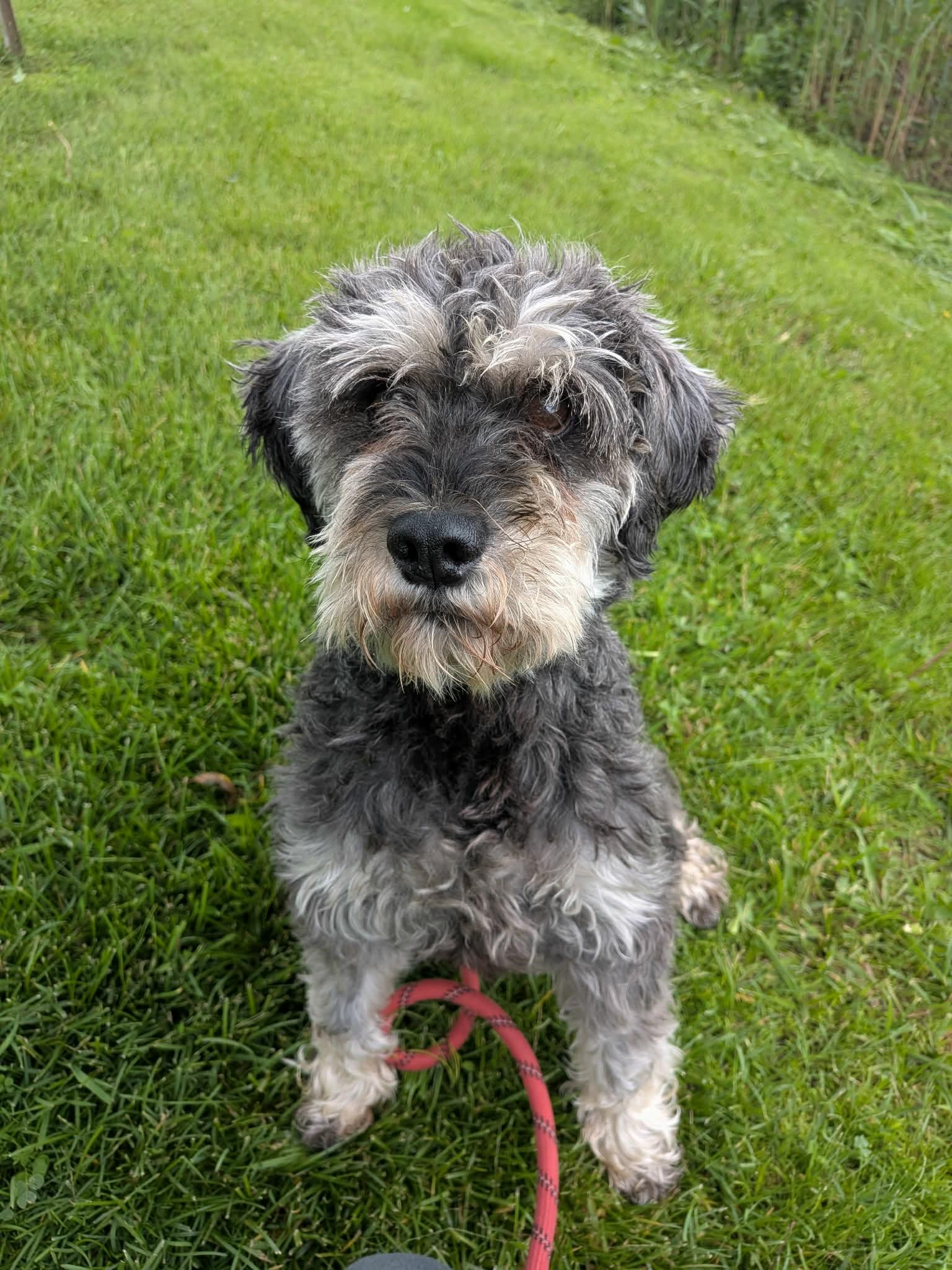 Enlarge Billy, an adopted Schnauzer in Vaudreuil-Dorion, QC image 1/2