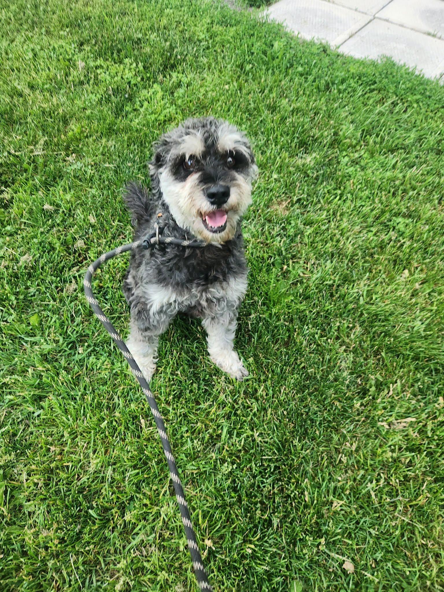 Enlarge Billy, an adopted Schnauzer in Vaudreuil-Dorion, QC image 2/2