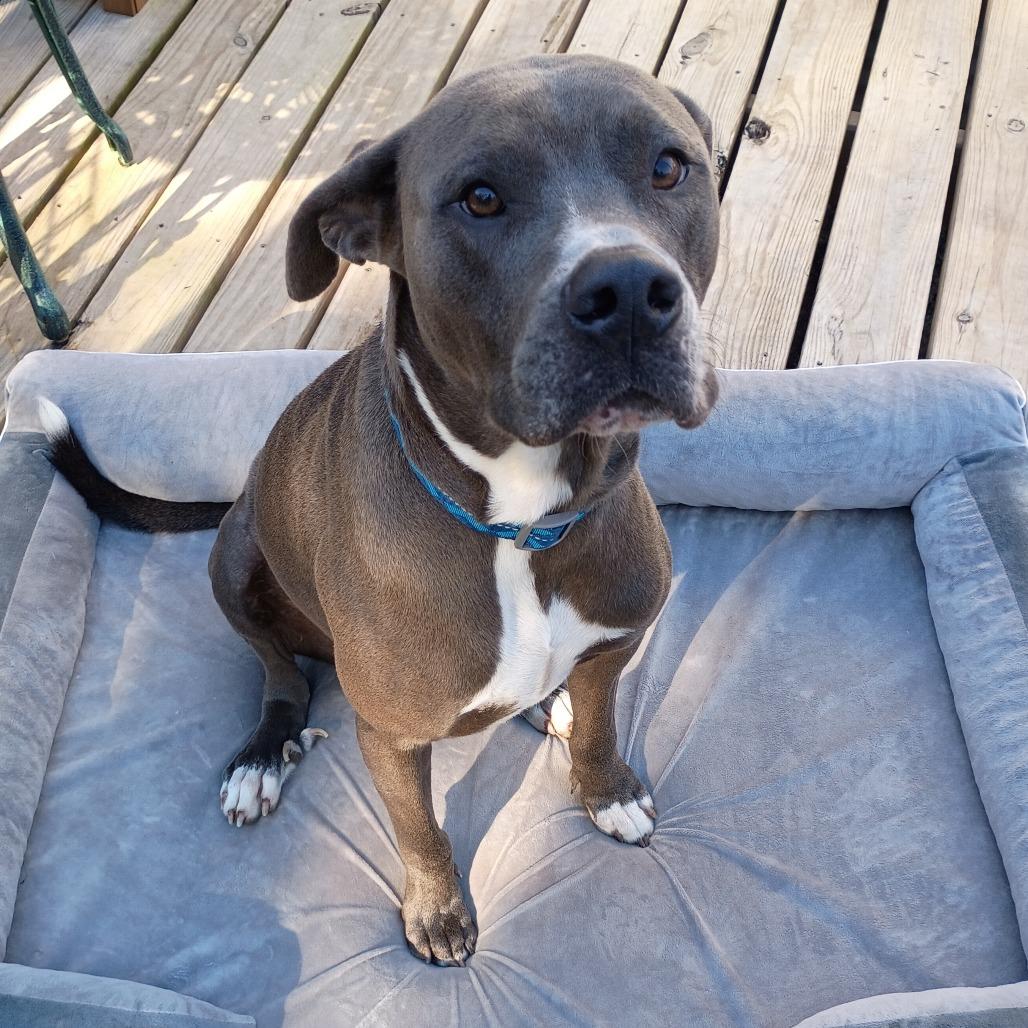 Enlarge Wonder, a Adoptable mixed breed in Batson, TX image 1/2