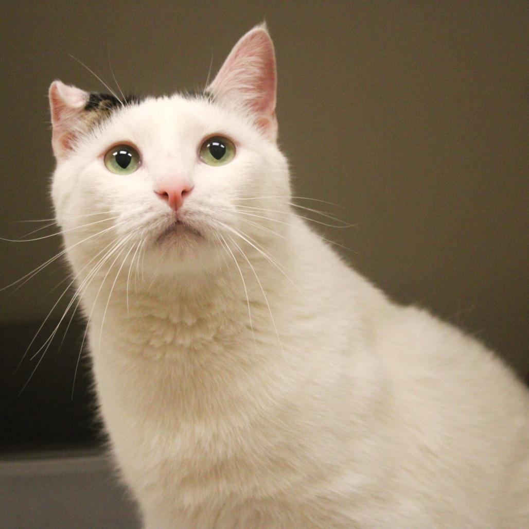 Enlarge Alvin, a Adoptable Domestic Short Hair in Champaign, IL image 2/6
