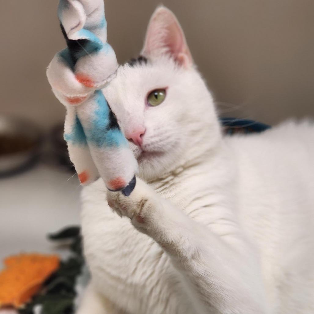 Enlarge Alvin, a Adoptable Domestic Short Hair in Champaign, IL image 3/6