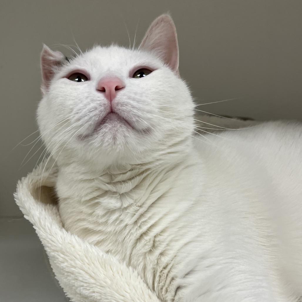 Enlarge Alvin, a Adoptable Domestic Short Hair in Champaign, IL image 4/6