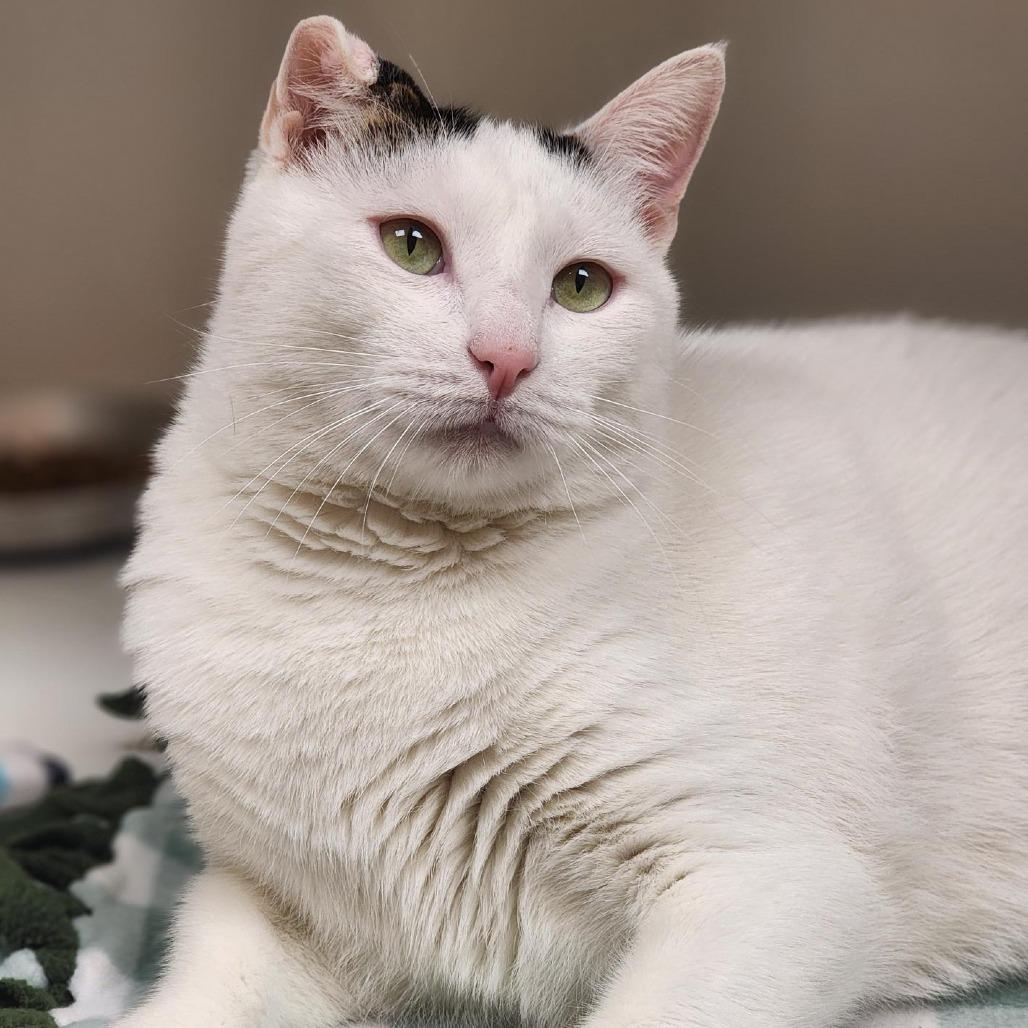 Enlarge Alvin, a Adoptable Domestic Short Hair in Champaign, IL image 5/6