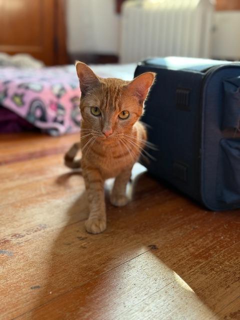 Enlarge Trixi, a Adoptable mixed breed in Pawtucket, RI image 1/5