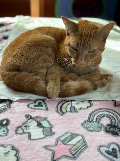 Enlarge Trixi, a Adoptable mixed breed in Pawtucket, RI image 2/5