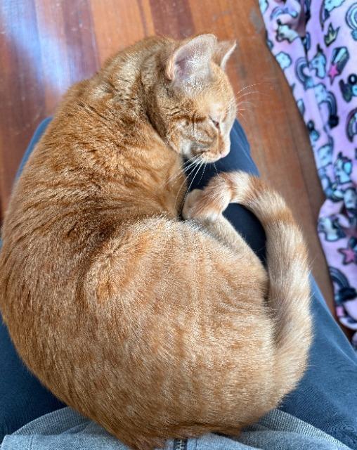 Enlarge Trixi, a Adoptable mixed breed in Pawtucket, RI image 3/5