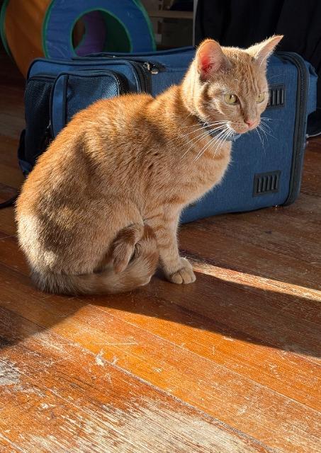 Enlarge Trixi, a Adoptable mixed breed in Pawtucket, RI image 4/5