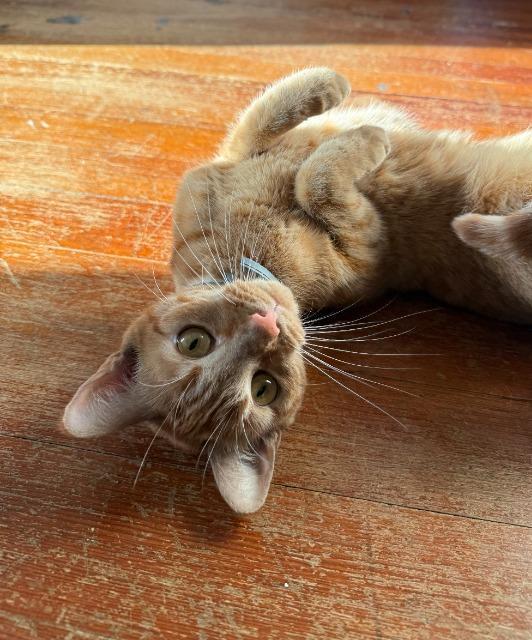 Enlarge Trixi, a Adoptable mixed breed in Pawtucket, RI image 5/5