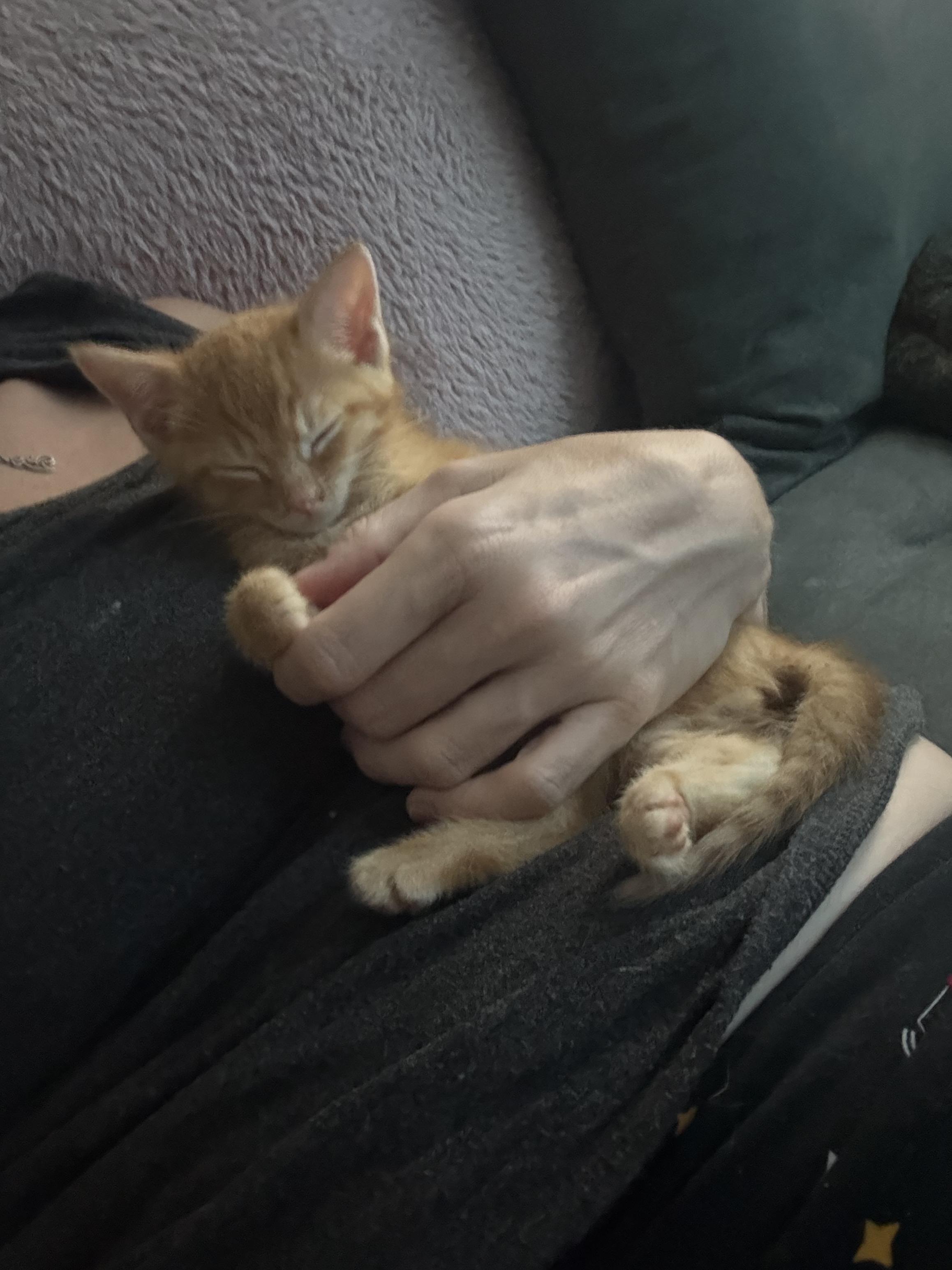 Pierre, a Adopted Domestic Short Hair in Currie, NC image 1/2