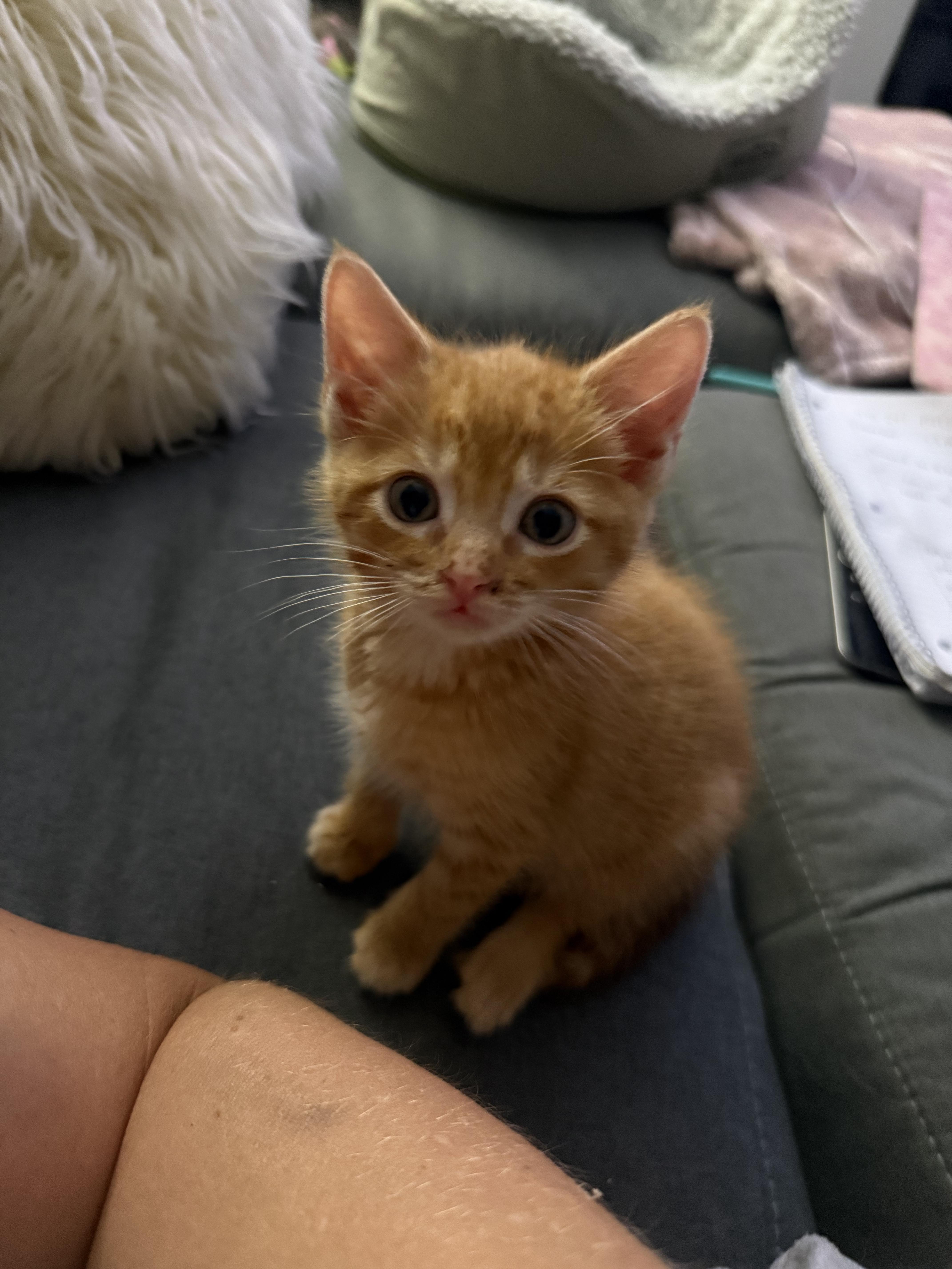 Pierre, a Adopted Domestic Short Hair in Currie, NC image 2/2