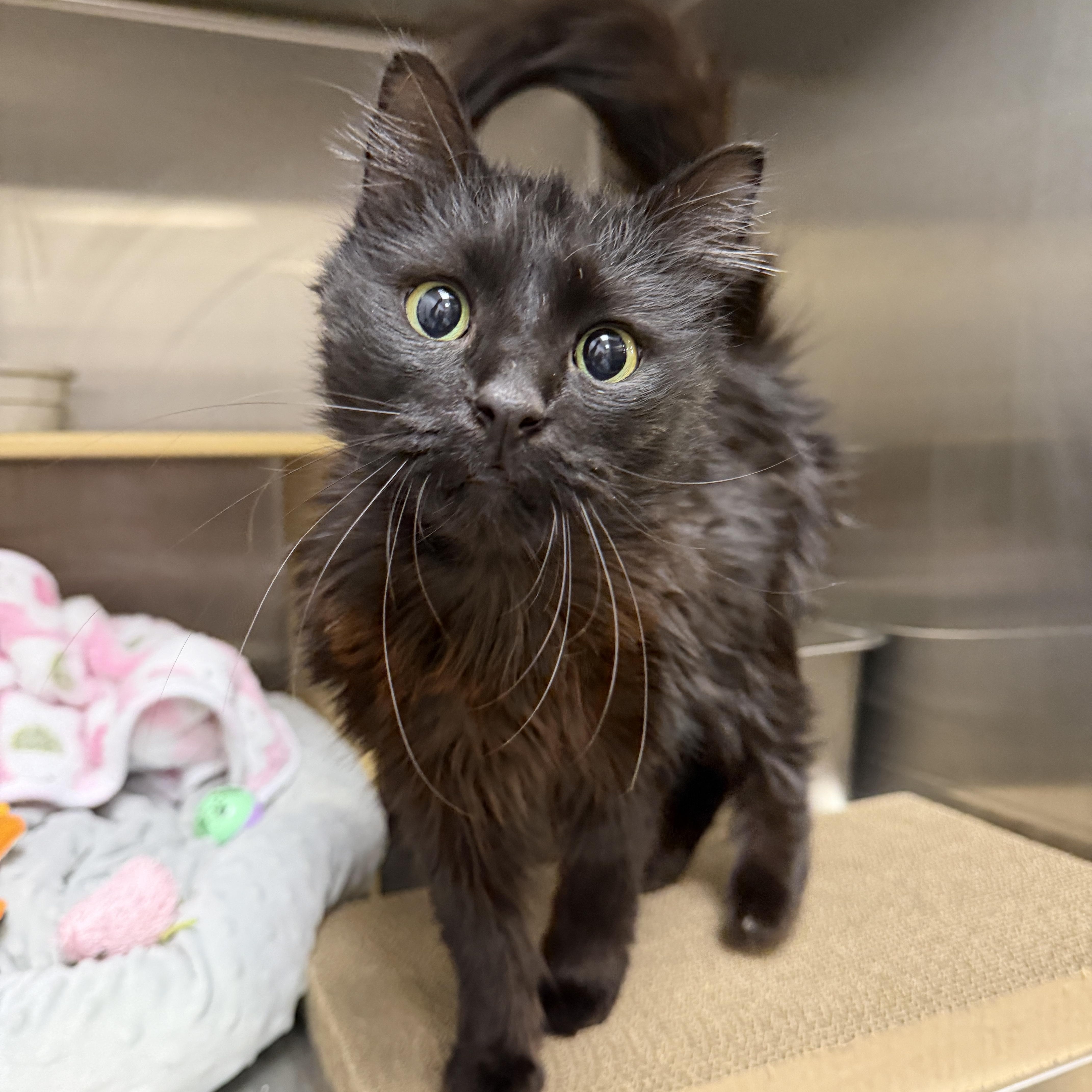 Enlarge Mae, an adopted Domestic Long Hair in Chandler, AZ image 1/3