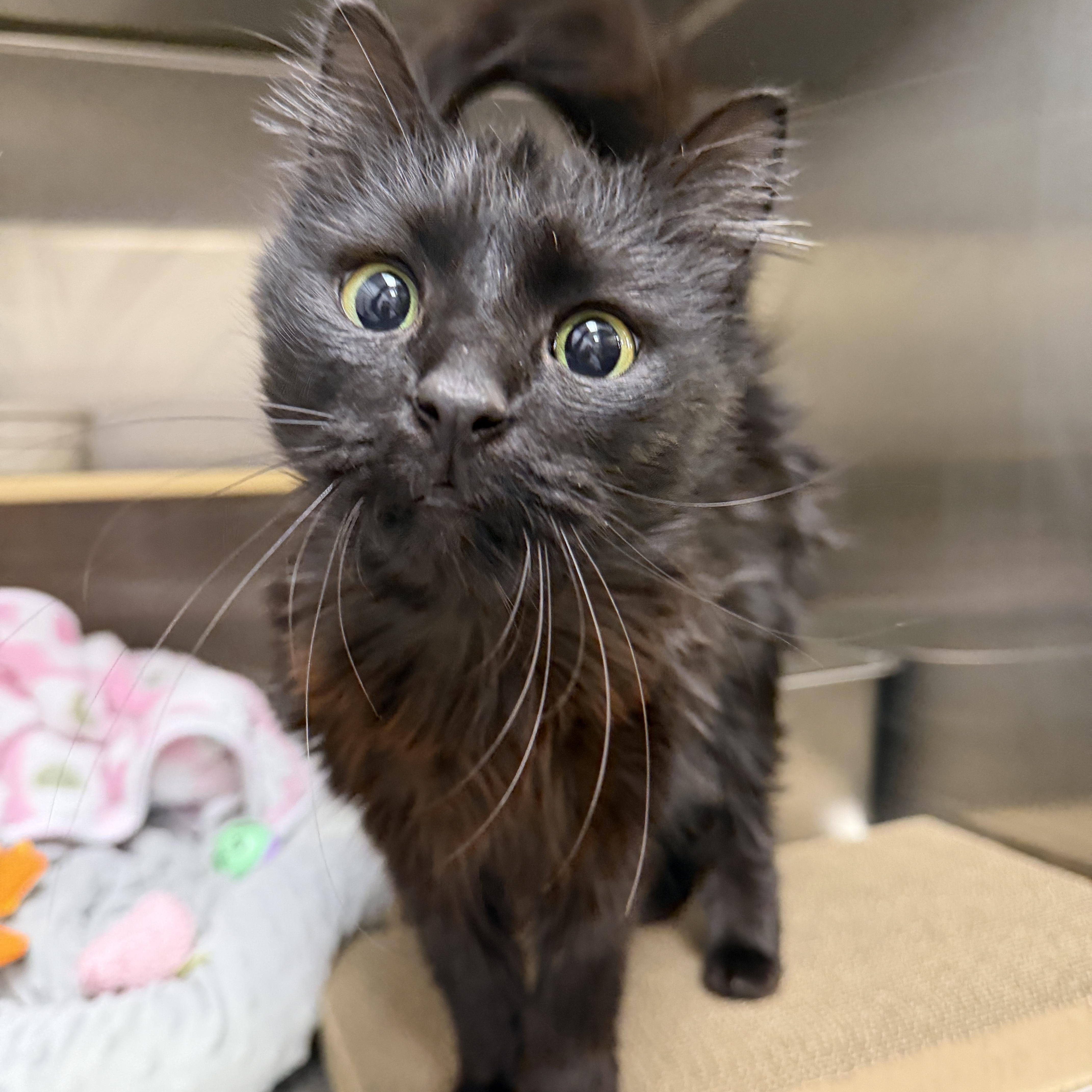 Enlarge Mae, an adopted Domestic Long Hair in Chandler, AZ image 3/3